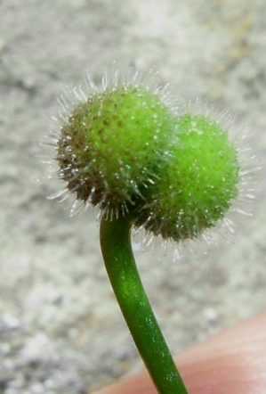 Galium aparine